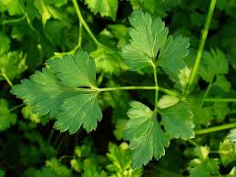 parsley breast cancer prevention