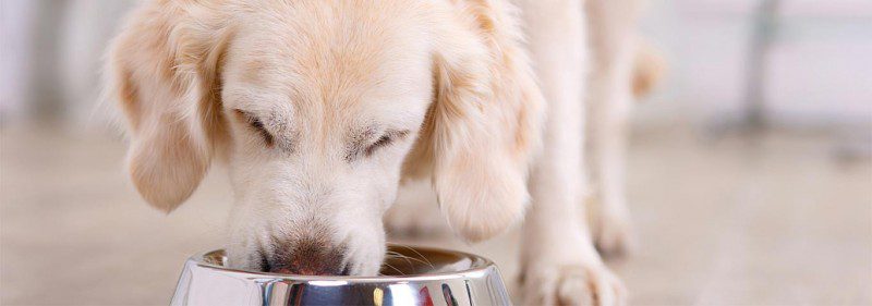 Does Your Dog Have Food Allergies Savor Culinary Services Fort Worth