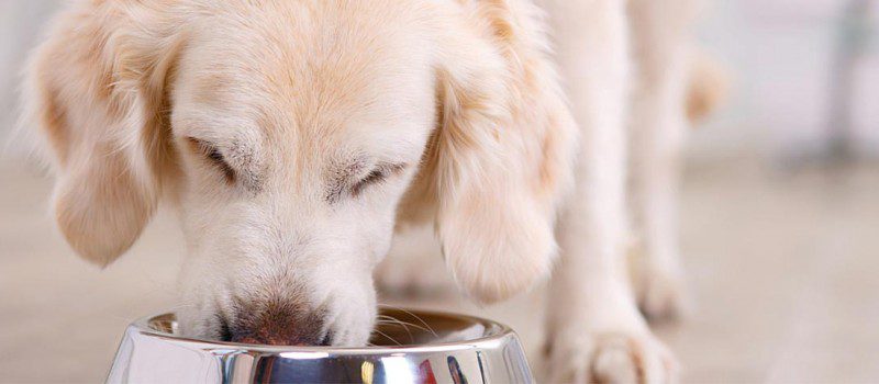 Does Your Dog Have Food Allergies Savor Culinary Services Fort Worth