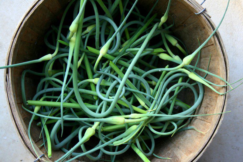 Garlic Scapes Savor Culinary Services Prepared Meal Delivery